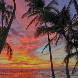 tryptic palms by James Roemmling