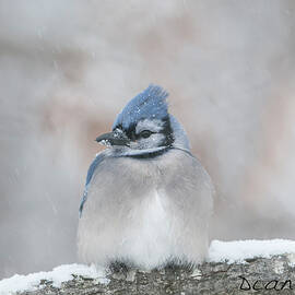 Winter Blue Jay by Diane Giurco
