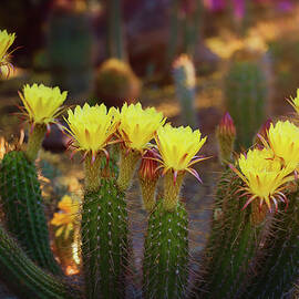 Yellow Torch Cactus Bouquet  by Saija Lehtonen