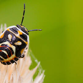 Bug by Andre Goncalves