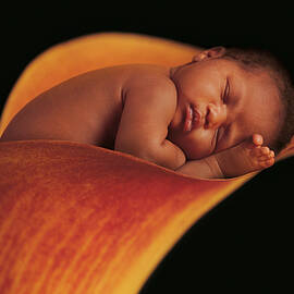 Jasmine in a Calla Lily by Anne Geddes