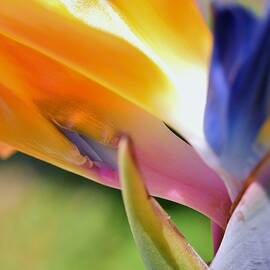 2 Bird of Paradise Macro by Linda Brody