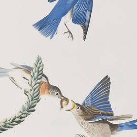 Blue-Bird by John James Audubon