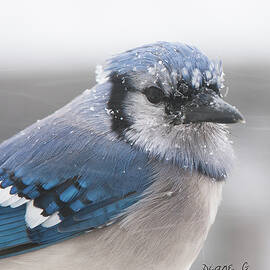 Blue Jay in a blizzard by Diane Giurco