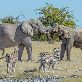 Etosha - Namibia by Joana Kruse