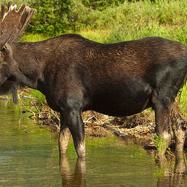 Moose by Sebastian Musial