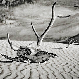 Skull and Antlers by Sandra Selle Rodriguez