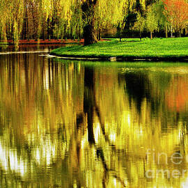 Weeping Willow Reflected in Lake by Carol F Austin