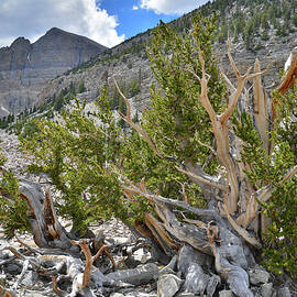 Wheeler Peak Basin by Ray Mathis