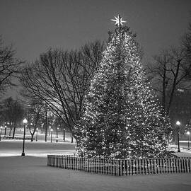 2016 Boston Common Christmas Tree Boston MA Snowstorm Black and White by Toby McGuire