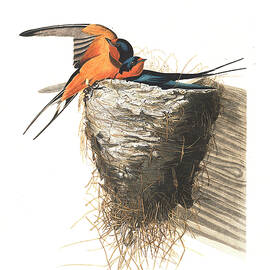 Barn Swallow by John James Audubon