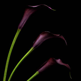 3 Calla Lilies by Michelle Whitmore