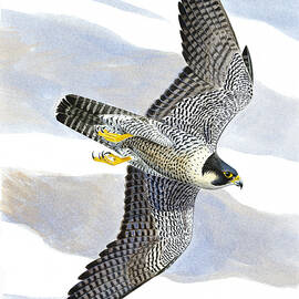 Peregrine falcon by Dag Peterson