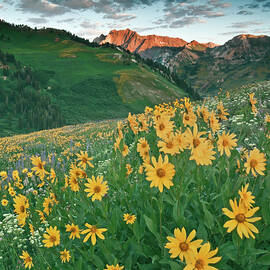 Albion Basin Wildflowers by Douglas Pulsipher