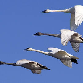 4 Swans in Flight by Laurie With