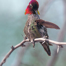 Anna's Hummingbird by Tam Ryan