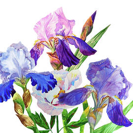 Blue irises. Watercolor flowers by Natalia Piacheva