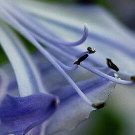 Royal Botanical Garden of Madrid