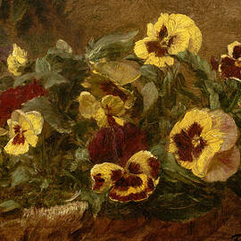Pansies, from 1903