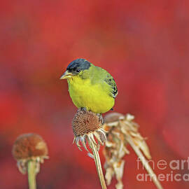 Lesser Goldfinch by Gary Wing