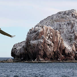 A Brown Pelican Does a Flyby of a Guano Covered Desert Island  by Derrick Neill
