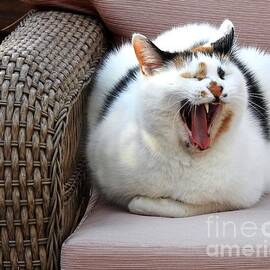 A Cat Yawn or a Scream? by Phyllis Kaltenbach