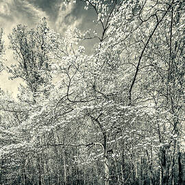 A Dogwood in the Springtime Woods Black and White by Carol Senske