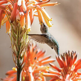 A Hummingbird Spring  by Saija Lehtonen