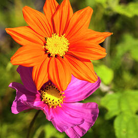 A Pair Of Flowers 2017 by Thomas Young