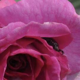 A Scorpion And A Rose by Sharon Ackley