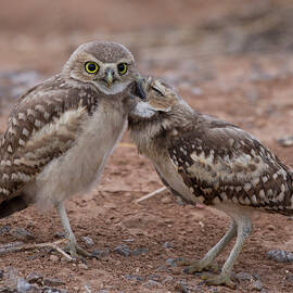 A Sibling Kiss by Sue Cullumber