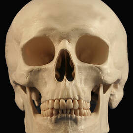 A Skull on Black by Derrick Neill