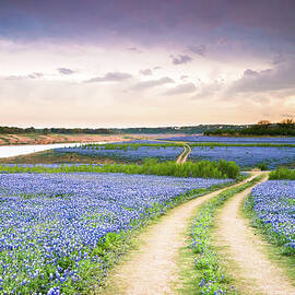 A Trail in the middle of bluebonnet field - Texas wildflower
