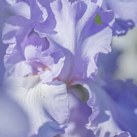 Absolute Treasure CloseUp 2. The Beauty of Irises by Jenny Rainbow