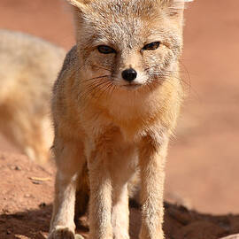 Adult Kit Fox Ears And All by Max Allen