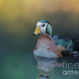 African Pygmy Goose by Eva Lechner
