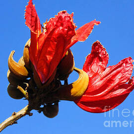 African Tulip Flower by Trudee Hunter