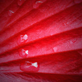 After the Rain - Red Hibiscus by Richard Andrews