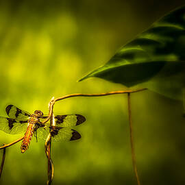 Afternoon Dragonfly by Rikk Flohr