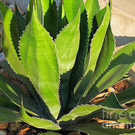 Agave Plant by Connie Fox