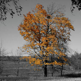 Aglow by Dylan Punke