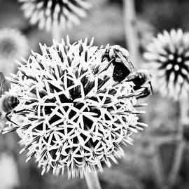 Allium - Black and White by Colleen Kammerer