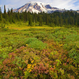 Alpine Meadows by Michael Dawson