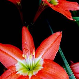 Amaryllis by Amar Sheow