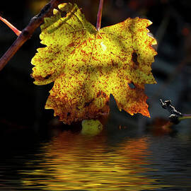 Amber Leaf Reflections by Elaine Teague