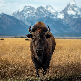 American Bison and Grand Tetons by Cary Judd