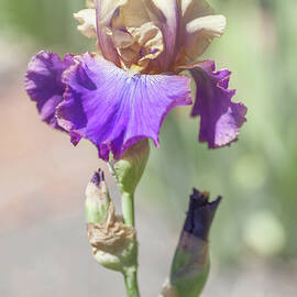 Amigos Guitar. The Beauty of Irises by Jenny Rainbow