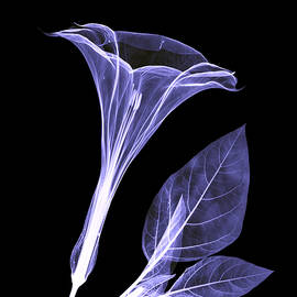 An X-ray Of A Datura Flower by Ted Kinsman