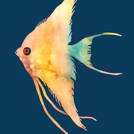 Angelfish II - solid background