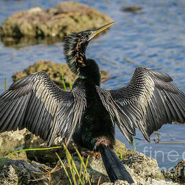 Anhinga Drying Wings